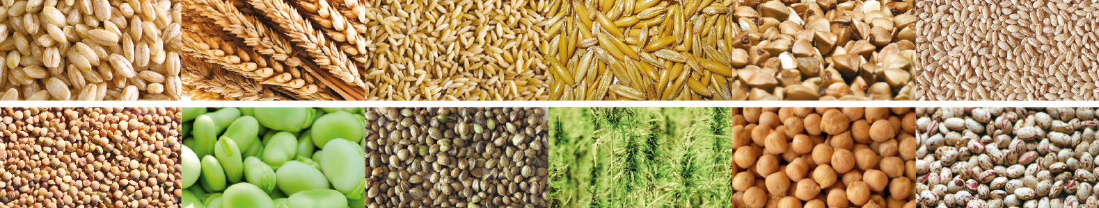 Cereals, seeds, and legumes